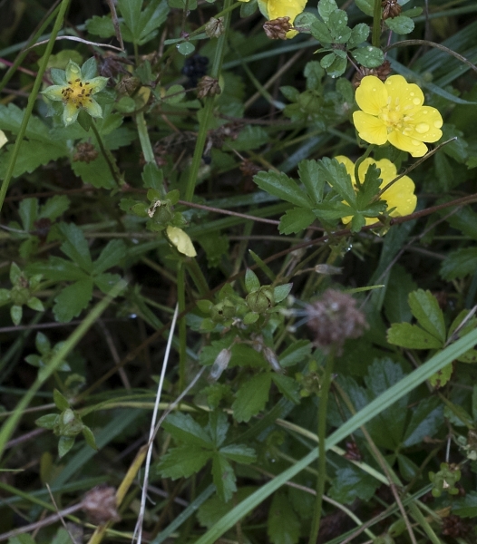 Pflanzenbild gross Kriechendes Fingerkraut - Potentilla reptans