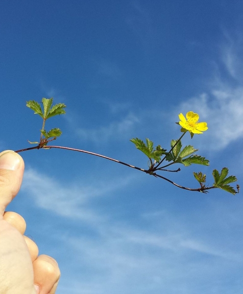 Pflanzenbild gross Kriechendes Fingerkraut - Potentilla reptans