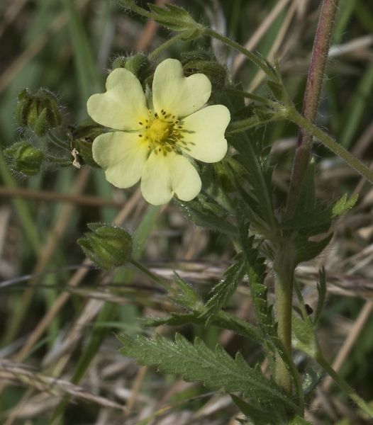 Pflanzenbild gross Hohes Fingerkraut - Potentilla recta