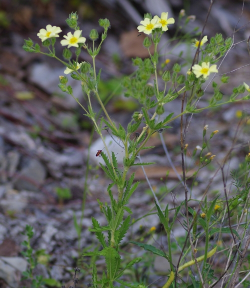 Pflanzenbild gross Hohes Fingerkraut - Potentilla recta