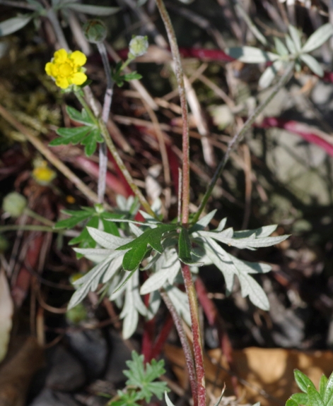 Pflanzenbild gross Silber-Fingerkraut - Potentilla argentea
