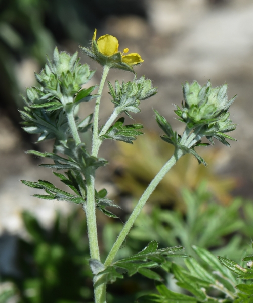 Pflanzenbild gross Silber-Fingerkraut - Potentilla argentea