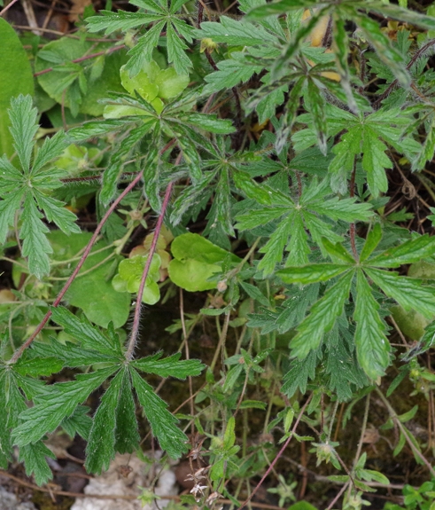 Pflanzenbild gross Siebenblättriges Fingerkraut - Potentilla heptaphylla