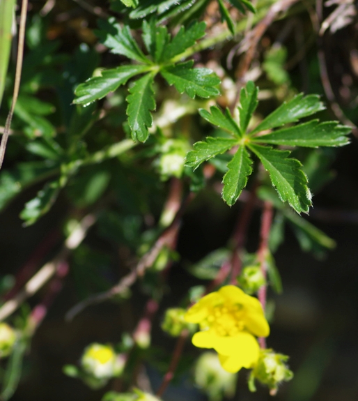 Pflanzenbild gross Siebenblättriges Fingerkraut - Potentilla heptaphylla