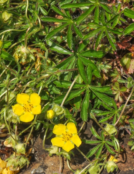 Pflanzenbild gross Siebenblättriges Fingerkraut - Potentilla heptaphylla