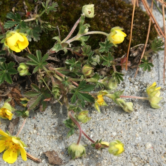 Pflanzenbild gross Frühlings-Fingerkraut - Potentilla verna