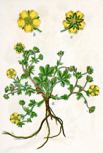 Pflanzenbild gross Frühlings-Fingerkraut - Potentilla verna