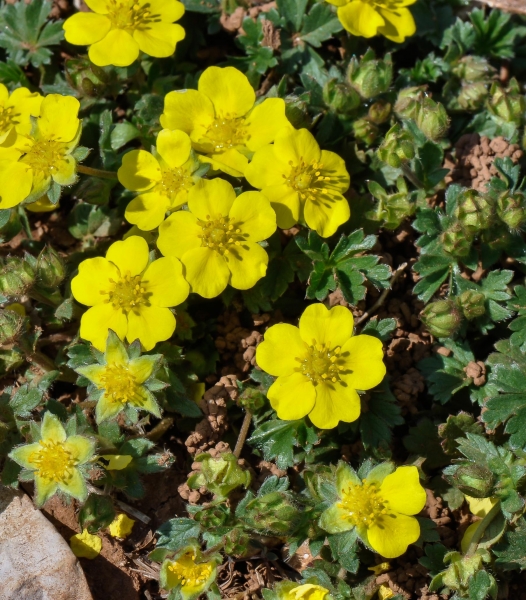 Pflanzenbild gross Frühlings-Fingerkraut - Potentilla verna