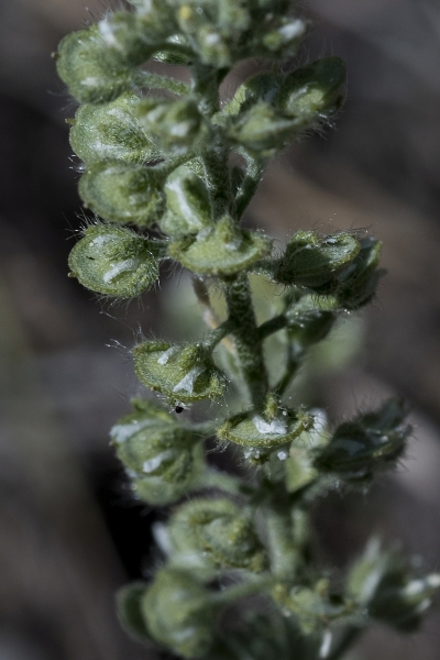Pflanzenbild gross Kelch-Steinkraut - Alyssum alyssoides