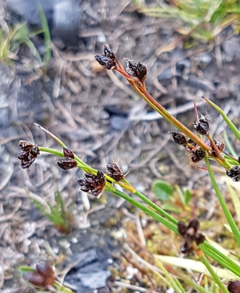 Pflanzenbild gross Alpen-Binse - Juncus alpinoarticulatus