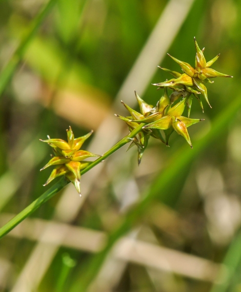 Pflanzenbild gross Igelfrüchtige Segge - Carex echinata