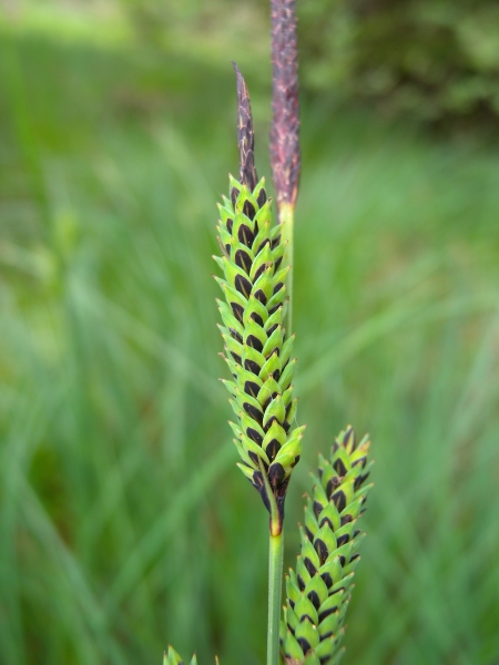 Pflanzenbild gross Steife Segge - Carex elata