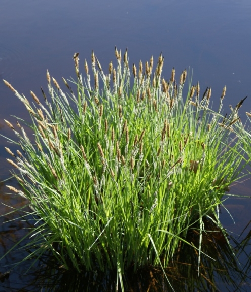 Pflanzenbild gross Steife Segge - Carex elata