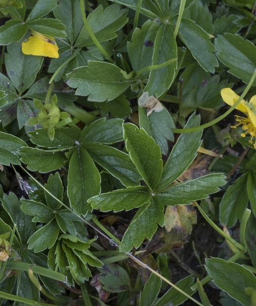 Pflanzenbild gross Gold-Fingerkraut - Potentilla aurea
