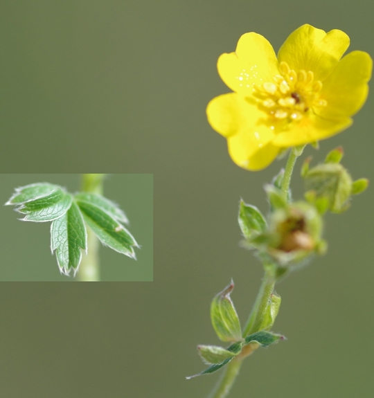 Pflanzenbild gross Gold-Fingerkraut - Potentilla aurea