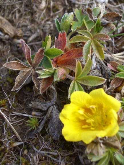 Pflanzenbild gross Gold-Fingerkraut - Potentilla aurea