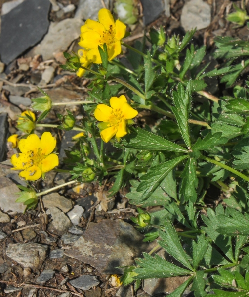 Pflanzenbild gross Crantz' Fingerkraut - Potentilla crantzii