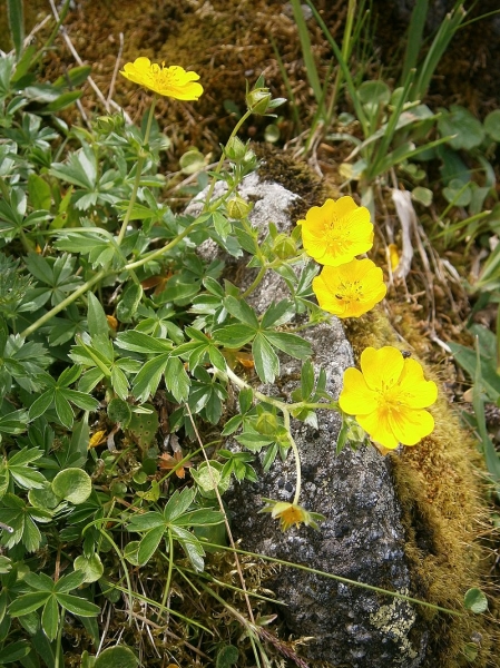 Pflanzenbild gross Crantz' Fingerkraut - Potentilla crantzii