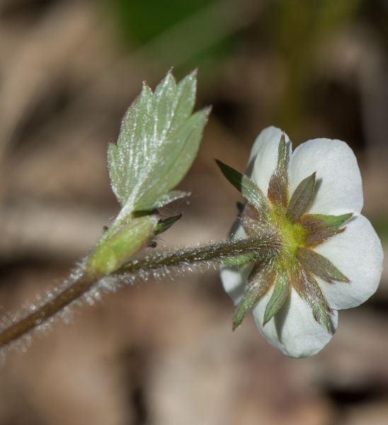 Pflanzenbild gross Wald-Erdbeere - Fragaria vesca