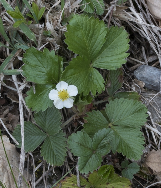 Pflanzenbild gross Wald-Erdbeere - Fragaria vesca