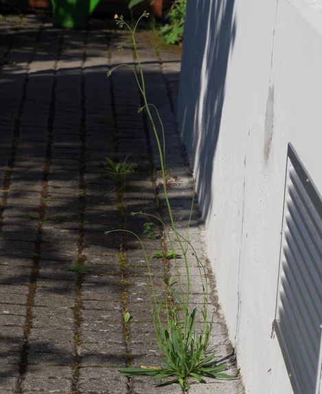 Pflanzenbild gross Florentiner Habichtskraut - Hieracium piloselloides