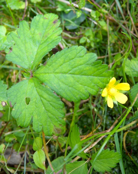 Pflanzenbild gross Scheinerdbeere - Duchesnea indica