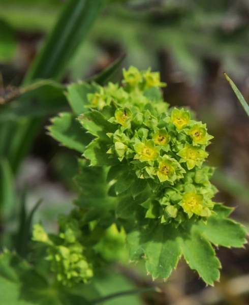 Pflanzenbild gross Gemeiner Frauenmantel - Alchemilla vulgaris aggr.