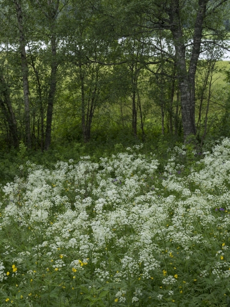 Pflanzenbild gross Wiesen-Kerbel - Anthriscus sylvestris