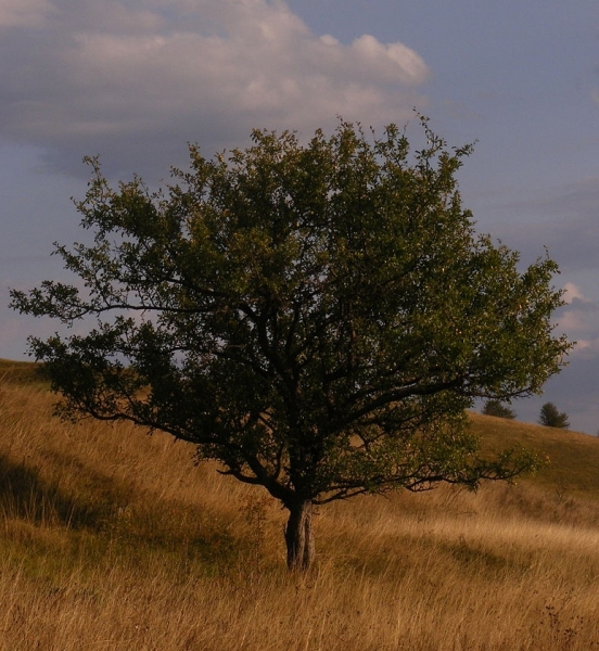Pflanzenbild gross Holz-Apfelbaum - Malus sylvestris