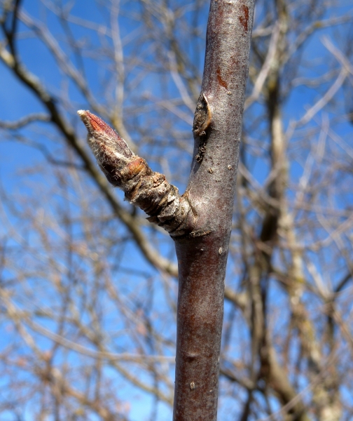 Pflanzenbild gross Vogelbeerbaum - Sorbus aucuparia