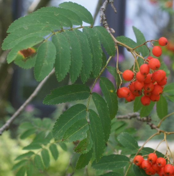 Pflanzenbild gross Vogelbeerbaum - Sorbus aucuparia