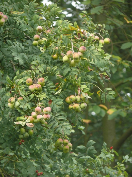 Pflanzenbild gross Speierling - Sorbus domestica