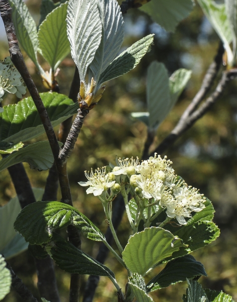 Pflanzenbild gross Echter Mehlbeerbaum - Sorbus aria