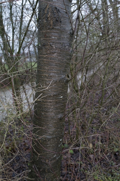 Pflanzenbild gross Süsskirsche - Prunus avium