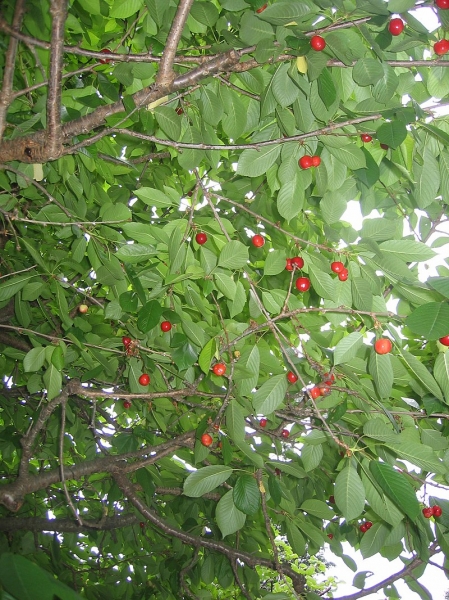 Pflanzenbild gross Süsskirsche - Prunus avium