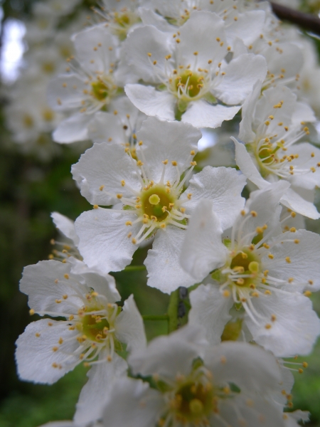 Pflanzenbild gross Traubenkirsche - Prunus padus