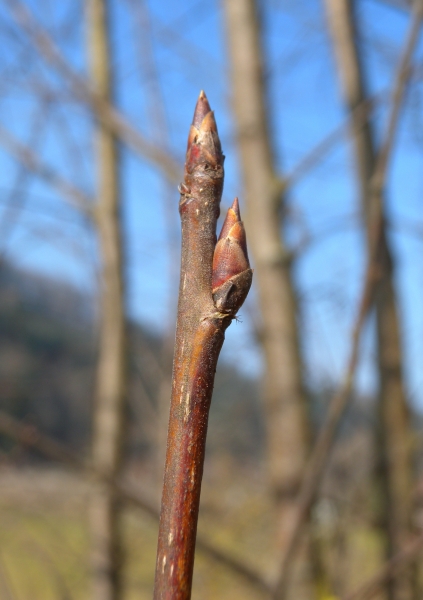 Pflanzenbild gross Traubenkirsche - Prunus padus