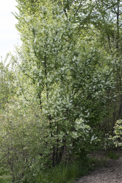 Pflanzenbild gross Traubenkirsche - Prunus padus