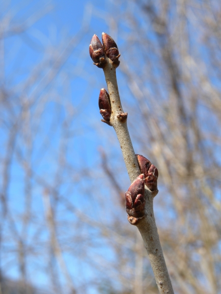 Pflanzenbild gross Purgier-Kreuzdorn - Rhamnus cathartica
