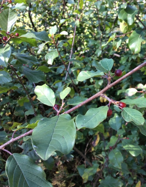 Pflanzenbild gross Faulbaum - Frangula alnus