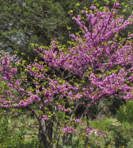 Pflanzenbild gross Judasbaum - Cercis siliquastrum