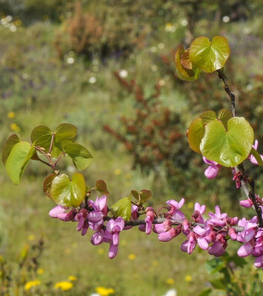 Pflanzenbild gross Judasbaum - Cercis siliquastrum