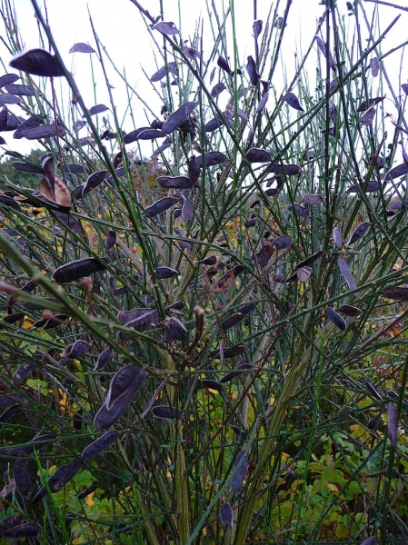 Pflanzenbild gross Besenginster - Cytisus scoparius