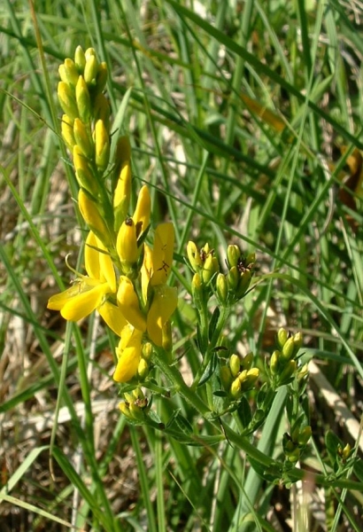 Pflanzenbild gross Färber-Ginster - Genista tinctoria