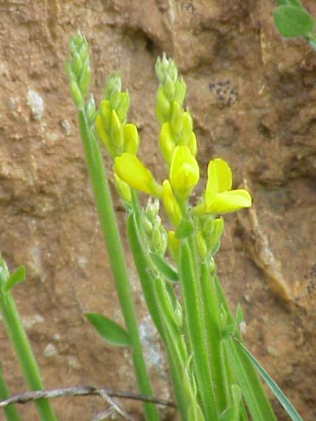 Pflanzenbild gross Flügel-Ginster - Genista sagittalis