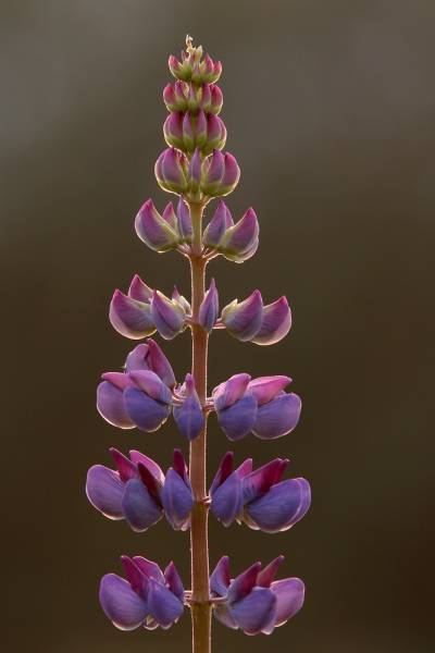 Pflanzenbild gross Vielblättrige Lupine - Lupinus polyphyllus