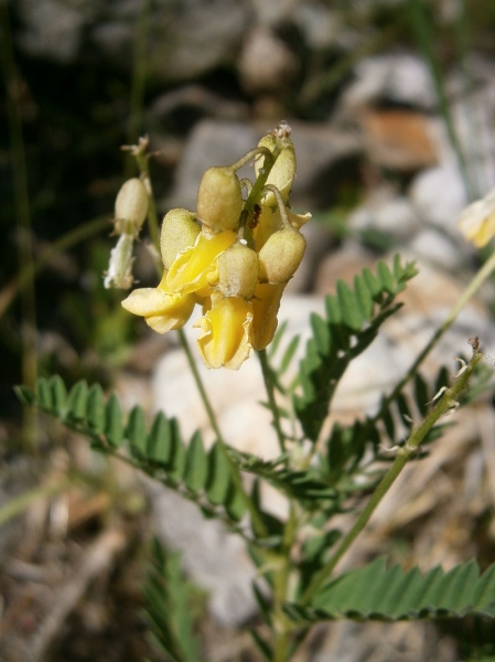Pflanzenbild gross Alpenlinse - Astragalus penduliflorus