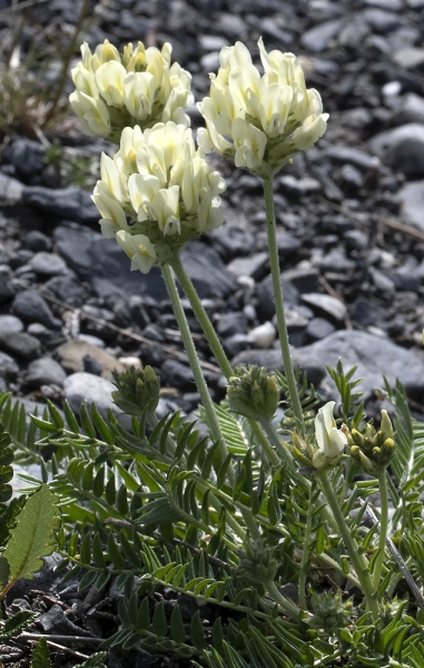 Pflanzenbild gross Alpen-Spitzkiel - Oxytropis campestris