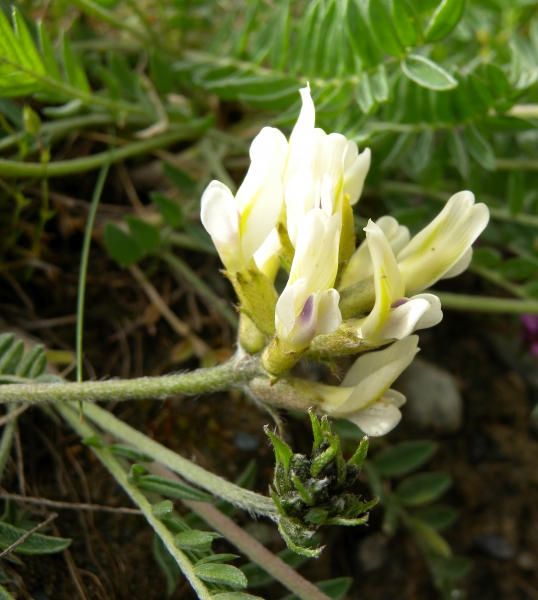 Pflanzenbild gross Alpen-Spitzkiel - Oxytropis campestris
