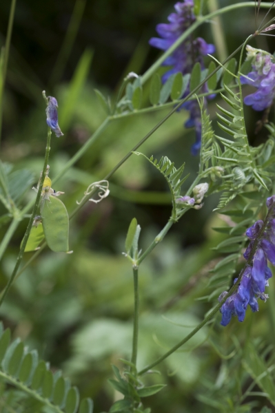 Pflanzenbild gross Vogel-Wicke - Vicia cracca